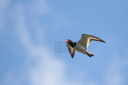 Photo for A close up portrait of a haematopus ostralegus or oystercatcher flying through a cloudy blue sky with its wings open. The wader bird has white and black feathers and is soaring through the air. - Royalty Free Image