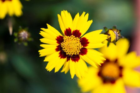 Photo for A shallow depth of field portrait of multiple beautifful coreopsis flowers. The enchanted eve flower has red with yellow petals and a yellow core and is standing in a pot in a garden. - Royalty Free Image