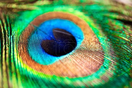 Téléchargez les photos : Un macro portrait d'une plume de paon colorée et vibrante. L'oiseau les utilise comme défense contre les prédateurs, parce que le bleu ressemble à un oeil. - en image libre de droit