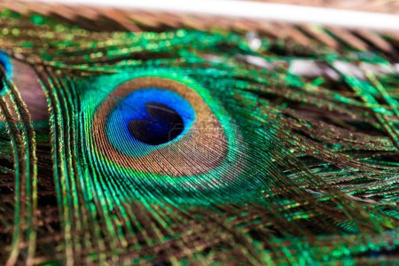 Das Porträt einer lebendigen und bunten Pfauenfeder. Der Vogel benutzt sie als Schutz gegen Fressfeinde, weil das Blau wie ein Auge aussieht.