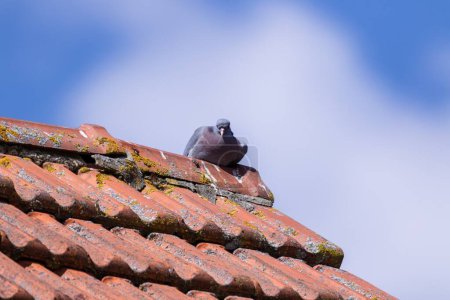 A portrait of a perched pidgoen sitting on an orange tiled rooftop looking around with a cloudy blue sky in the background on a sunny day. The animal sometimes considered as a pest.
