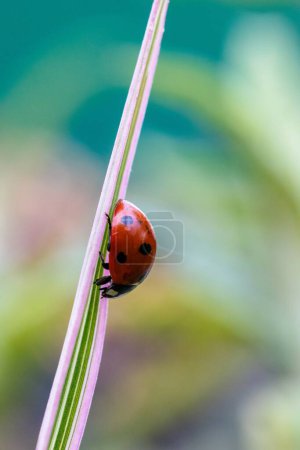 A vertical closeup of a small red and black ladybug with black spots or coccinellidae walking down a green blade of grass. The tiny insect is a hunter.