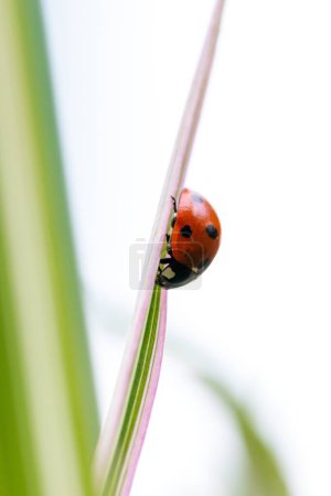 A vertical macro portrait of a small red and black ladybug with black spots or coccinellidae walking down a green blade of grass. The tiny insect is a hunter.