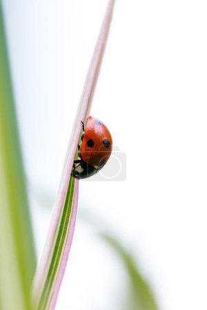 Téléchargez les photos : Portrait rapproché d'une petite coccinelle rouge et noire avec des taches noires ou des coccinelles marchant sur un brin d'herbe verte. Le petit insecte est un chasseur. - en image libre de droit