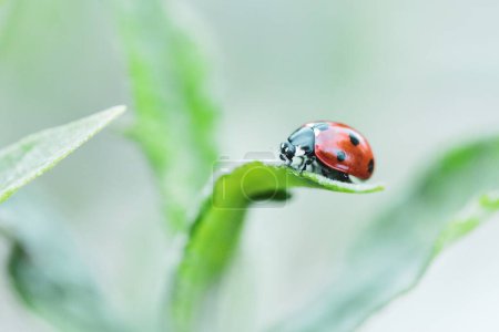 Téléchargez les photos : Un macro portrait d'une petite coccinelle rouge et noire avec des taches noires ou coccinelles assis sur le bout d'un brin d'herbe. Le minuscule insecte cherche et chasse. - en image libre de droit