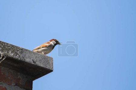 Ein Porträt eines Haussperlings oder eines vorbeiziehenden Domesticus-Vogels, der auf der steinernen Spitze eines gemauerten Kamins sitzt und sich umsieht. Das Geflügeltier hat braun mit grauen Federn.