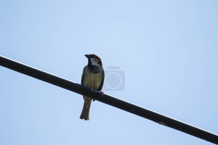 Retrato de un gorrión de casa o pasajero doméstico sentado en un cable eléctrico de alto voltaje mirando a su alrededor. El ave tiene plumas marrones, blancas y negras.