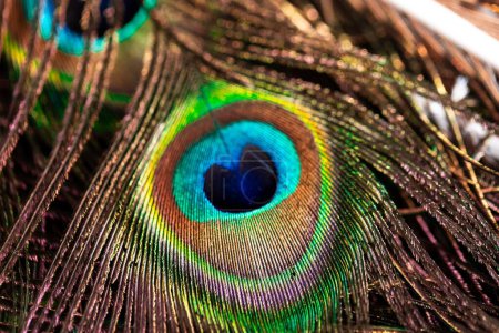 Portrait d'une plume de paon colorée et vibrante. L'oiseau les utilise comme défense contre les prédateurs, parce que le bleu ressemble à un oeil.