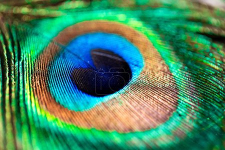 Un portrait en gros plan coloré d'une plume de paon vibrante. L'oiseau les utilise comme défense contre les prédateurs, parce que le bleu ressemble à un oeil.