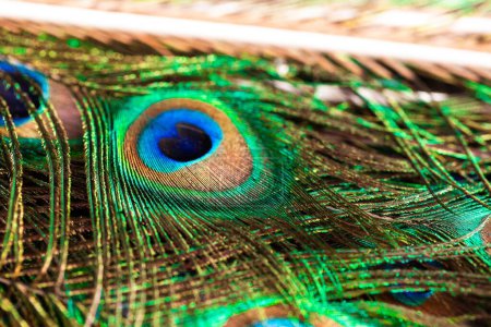Un portrait coloré d'une plume de paon vibrante. L'oiseau les utilise comme défense contre les prédateurs, parce que le bleu ressemble à un oeil.