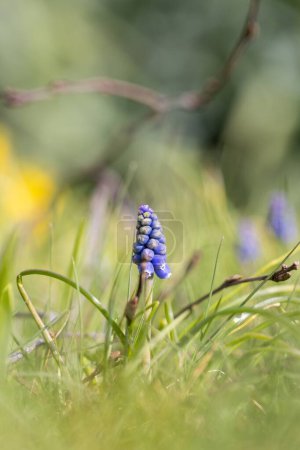 Un retrato de cerca de una flor de uva azul o jacinto muscari de pie alto en el verde borroso de la hierba en un jardín.