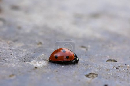 Téléchargez les photos : Un macro portrait d'une petite coccinelle rouge et noire avec des taches noires ou des coccinelles marchant sur une tuile de pierre de béton. Le petit insecte est un chasseur. - en image libre de droit