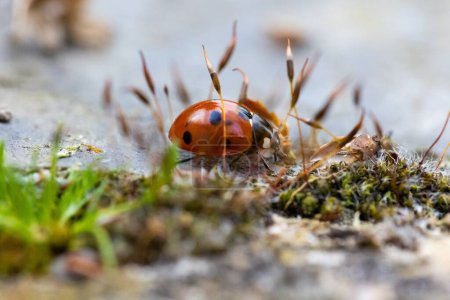 A macro portrait of a small red and black ladybug with black spots or coccinellidae walking over a concrete stone tile behind some small weeds. The tiny insect is a hunter.