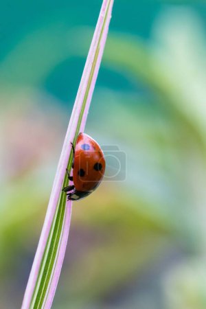 Téléchargez les photos : Portrait d'une petite coccinelle rouge et noire avec des taches noires ou des coccinelles marchant sur un brin d'herbe verte. Le petit insecte est un chasseur. - en image libre de droit