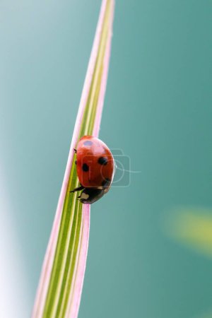Téléchargez les photos : Un macro portrait d'une petite coccinelle rouge et noire avec des taches noires ou des coccinelles marchant sur un brin d'herbe verte. Le petit insecte est un chasseur. - en image libre de droit