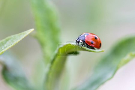 A close up of a small red and black ladybug with black spots or coccinellidae sitting on the tip of a blade of grass. The tiny insect is searching and hunting.