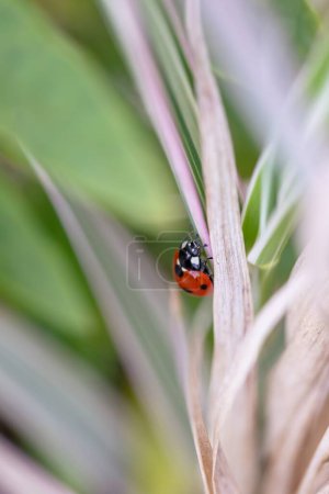 Téléchargez les photos : Portrait d'une petite coccinelle rouge et noire avec des taches noires ou des coccinelles assis sur un brin d'herbe brune. Le petit insecte se promène et chasse. - en image libre de droit