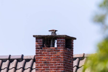 Photo for A portrait of a red brick chimney full of grout and a steel pipe sticking out of it on a black tile rooftop in a blue sky. - Royalty Free Image