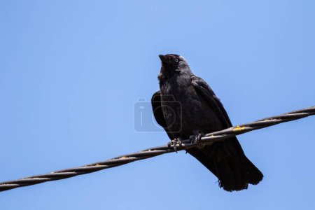A portrait coloeus monedula or eurasian, western or european jackdaw sitting perched on a high voltage electric wire looking straight ahead.
