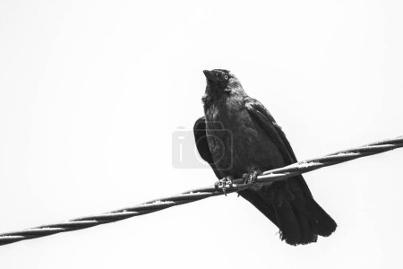 A black and white portrait coloeus monedula or eurasian, western or european jackdaw sitting perched on a high voltage electric wire looking straight ahead.