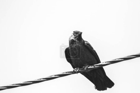 A black and white portrait coloeus monedula or eurasian, western or european jackdaw sitting perched on a high voltage electric wire looking around.
