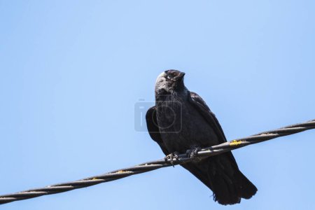 A portrait coloeus monedula or eurasian, western or european jackdaw sitting perched on a high voltage electric wire looking around.