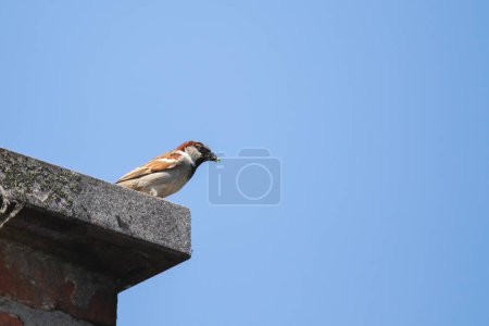 Photo for A close up portrait of a house sparrow or passer domesticus bird sitting perched on the stone top of a brick chimney looking around. The avian animal has brown with grey feathers. - Royalty Free Image