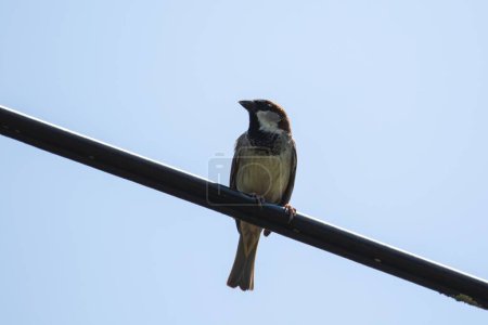Photo for A portrait of a house sparrow or passer domesticus sitting on a high voltage electrical wire looking left. The bird has brown, white and black feathers. - Royalty Free Image
