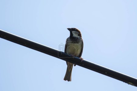 Photo for A closeup portrait of a house sparrow or passer domesticus sitting on a high voltage electrical wire looking around. The bird has brown, white and black feathers. - Royalty Free Image