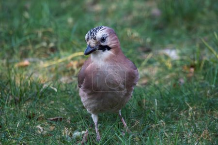 A front portrait of a Eurasian jay or garrulus glandarius bird searching the grass of a lawn in garden for food. The feathered animal is looking around.