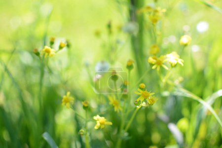Téléchargez les photos : Jaune prairie printemps fleurs dans l'herbe bokeh vert printemps prairie lumineuse - en image libre de droit