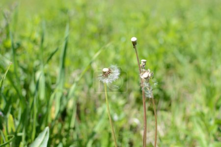 Téléchargez les photos : Vieille fleur de pissenlit dans l'herbe verte bokeh printemps prairie lumineuse - en image libre de droit