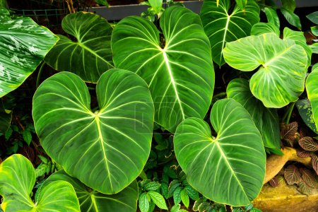 Filodendros con hojas grandes en un invernadero tropical húmedo