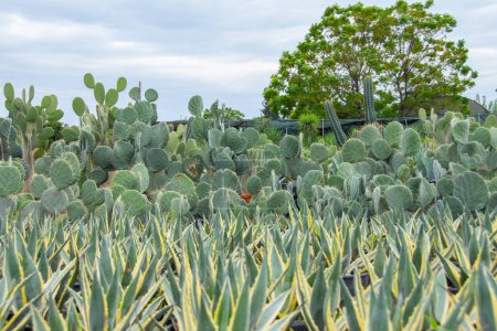 Foto de Plántulas de agave americano arbusto en forma de diferentes tipos de plantas de opuntia cultivadas en un centro de jardín - Imagen libre de derechos
