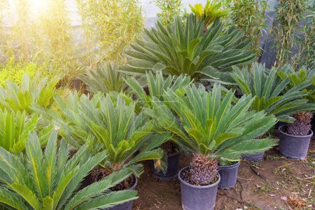 Photo for Sago cycad or cycas cairnsiana plant seedlings planted in separate pots for sale and sale, landscaping gardens - Royalty Free Image