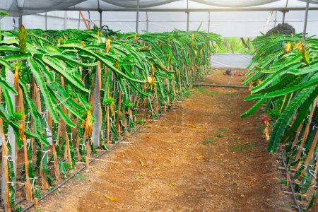 Foto de Frutos de dragón o pitahaya cultivados en una granja en invernaderos, para consumo y venta en el mercado. Industria agroindustrial de plantas exóticas - Imagen libre de derechos