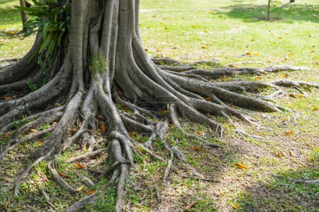 Téléchargez les photos : Les racines du ficus, qui est apparu sur le sol - en image libre de droit
