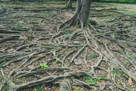 Foto de Las raíces del ficus, que aparecieron en el suelo - Imagen libre de derechos