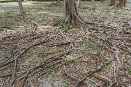 Foto de Muchas raíces del ficus, que aparecieron en el suelo - Imagen libre de derechos