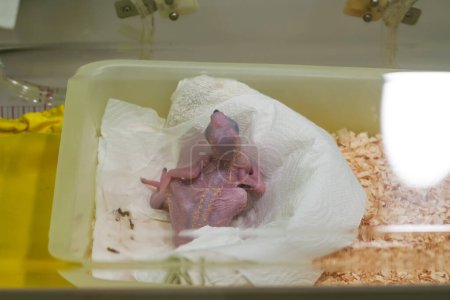 Téléchargez les photos : Incubateur de perroquets pour élever des poussins d'aras nouveau-nés - en image libre de droit