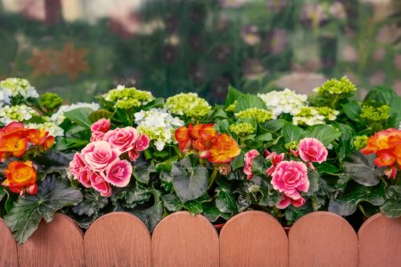 Bright flowers of tuberous begonias tuberhybrida in garden, cute flowerbed with a beautiful stylish wooden fence.