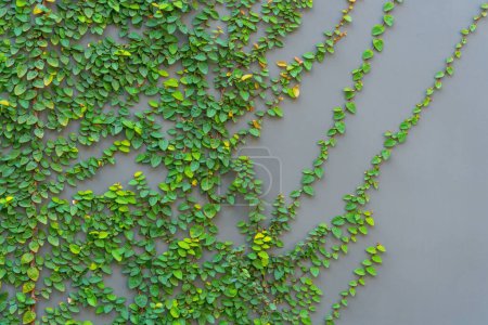 Téléchargez les photos : Ficus pumila sur un mur gris - en image libre de droit