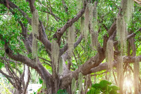 Plant Tillandsia Usneoides in natural Garden on a tropical exotic ficus tree in a humid jungle swamp.