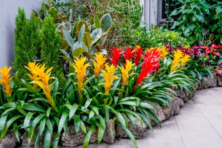 Bromelia multicolor plant with colorful leaves. Field of planted plants. Tropical nature greenhouse, botanical garden