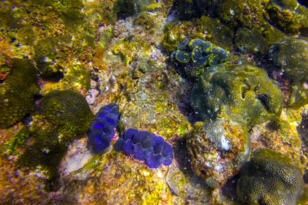 Viele blaue, türkisfarbene und braune Tridacna-Muscheln und Seeigel am Korallenriff unter Wasser
