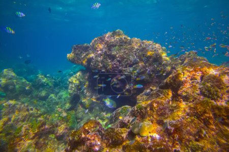 Varios peces tropicales abudefduf se alimentan en el agua caliente unser del océano entre los corales. Escuela de peces loro desove y alimentación de aguas poco profundas, cardumen, biocenosis arrecife de attol.