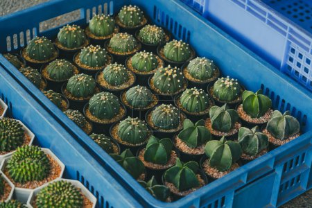 Astrophytum asterias es una especie de planta cactus en la caja azul..
