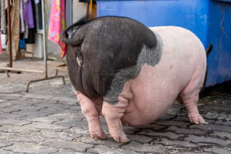 Téléchargez les photos : Extrêmement record énormes promenades de porc gras avec difficulté dans la cour du village. - en image libre de droit
