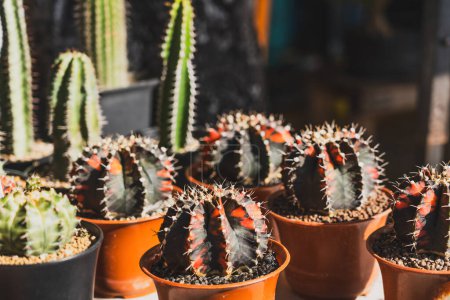 Colorido rojo oscuro verde Gymnocalycium variegated cactus cultivando macetas para la venta en el mercado de plantas al aire libre.