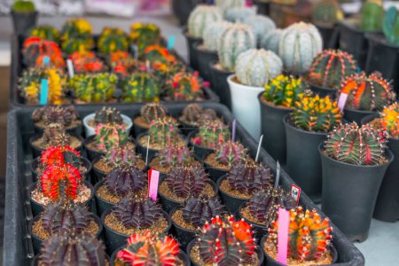 Small colorful red yellow green Gymnocalycium variegated cactus growing pots for sale in outdoor plant market.